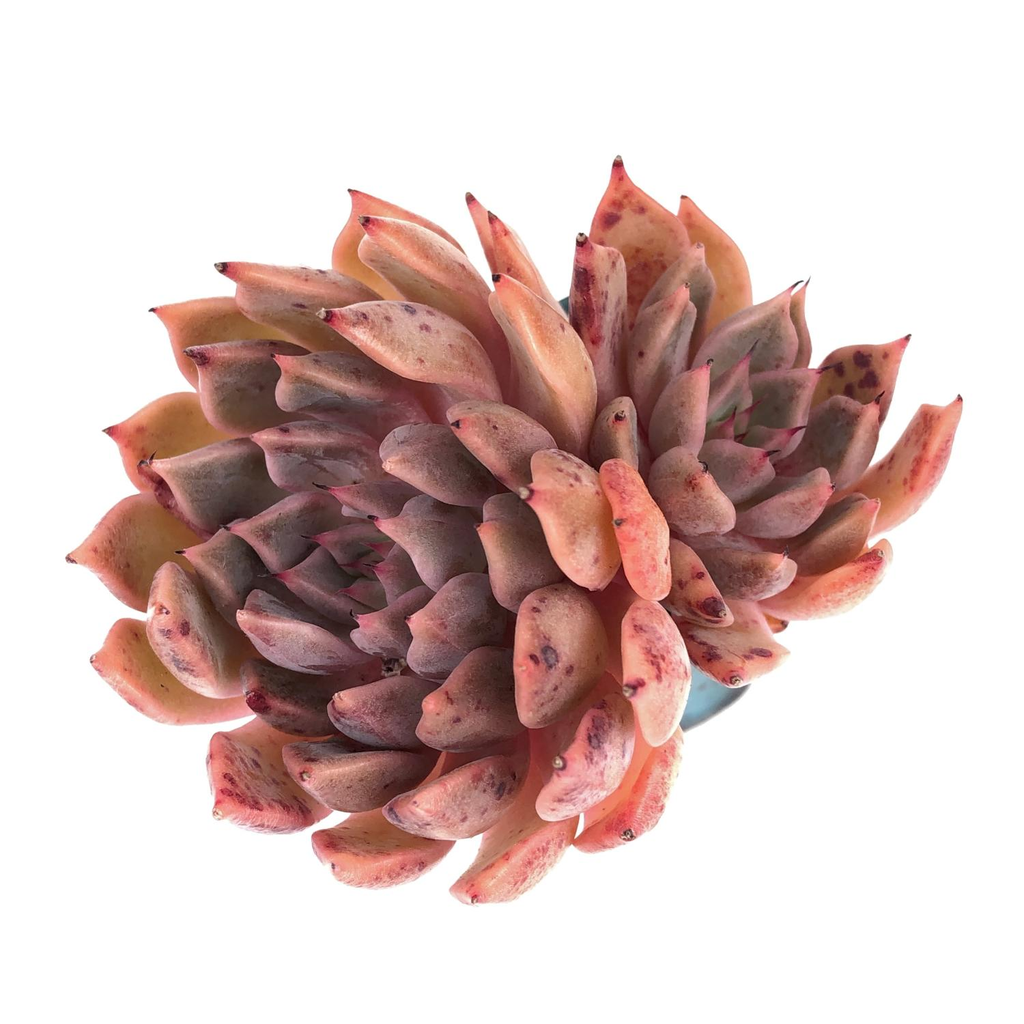 Echeveria Golden Bear Hybrid Cedar Creek Farmhouse