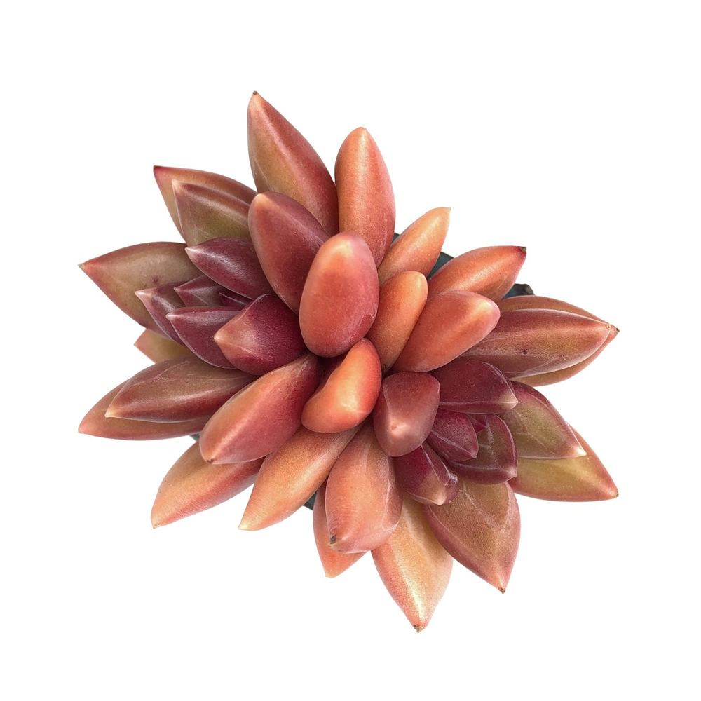 Echeveria Tivoli, Double