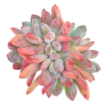 Echeveria Cinderella, (Cresting?)