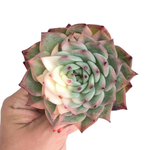 Echeveria Chihuahuensis, Variegata