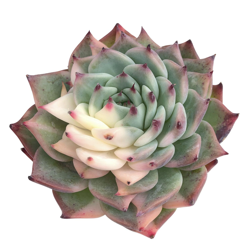 Echeveria Chihuahuensis, Variegata