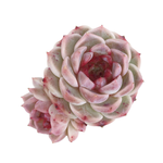 Echeveria Red Velvet, Double