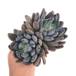 Pachyveria Black Swan, (Large Double)