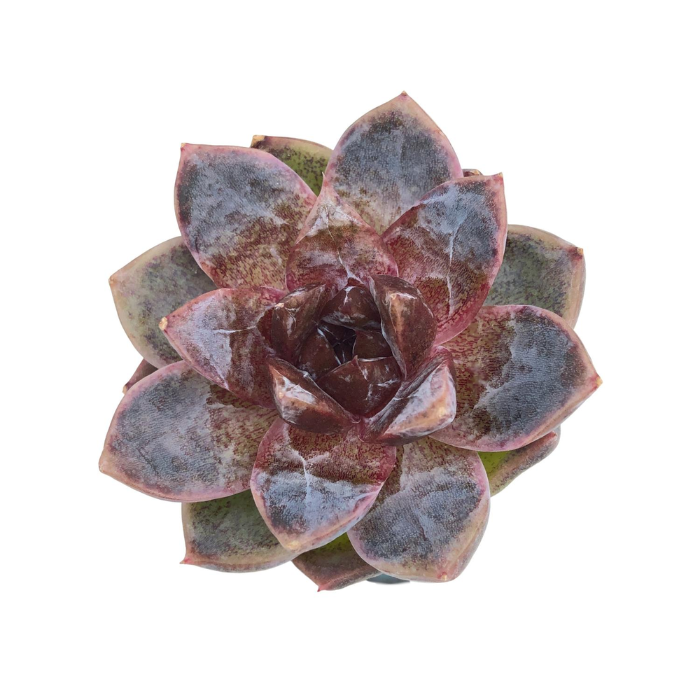 Echeveria White Soul, (Small)