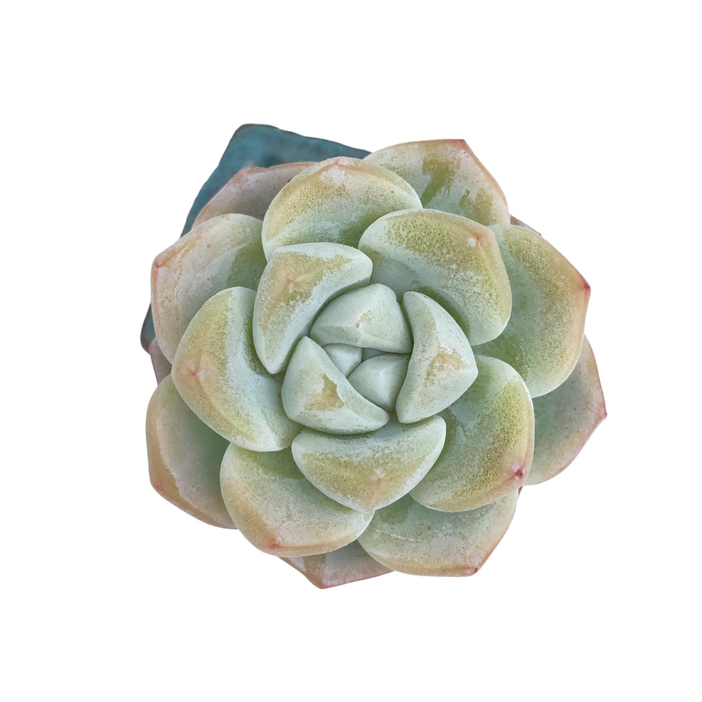 Echeveria Ice Green, (Small)