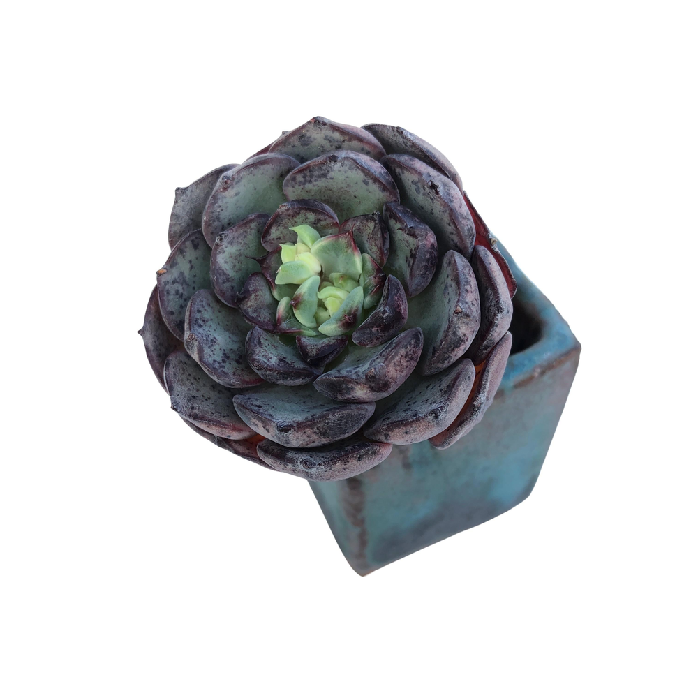 Echeveria Wiz Beauty