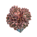 Echeveria Stella, Cluster (Small Cluster)