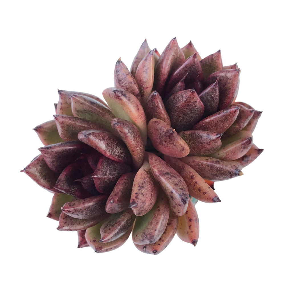 Echeveria Black Queen Hybrid, Double