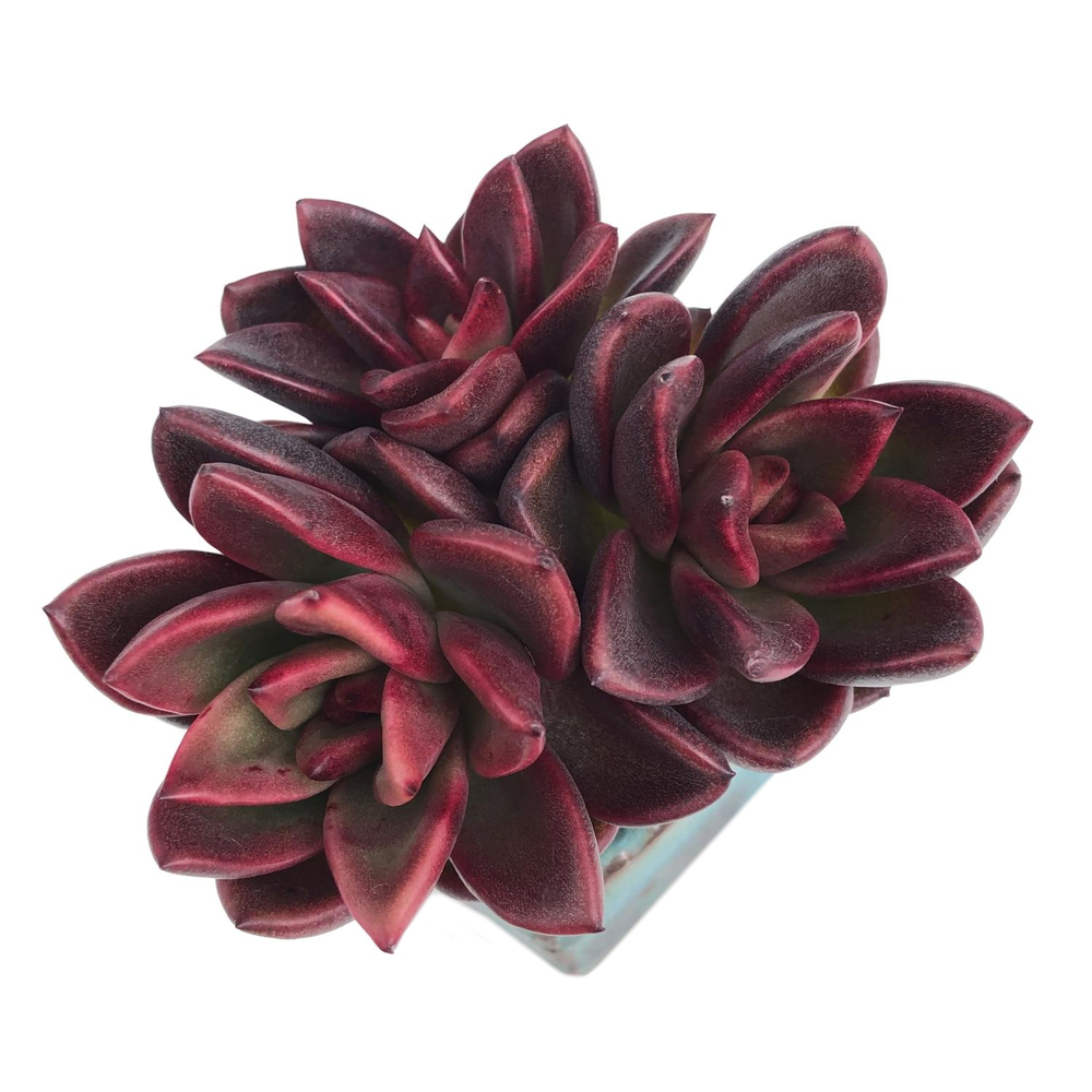 Echeveria Pine Rose, Cluster