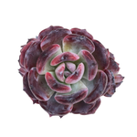 Echeveria Rainbow Goddess