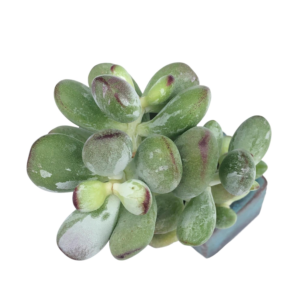 Cotyledon Orbiculata, Variegata