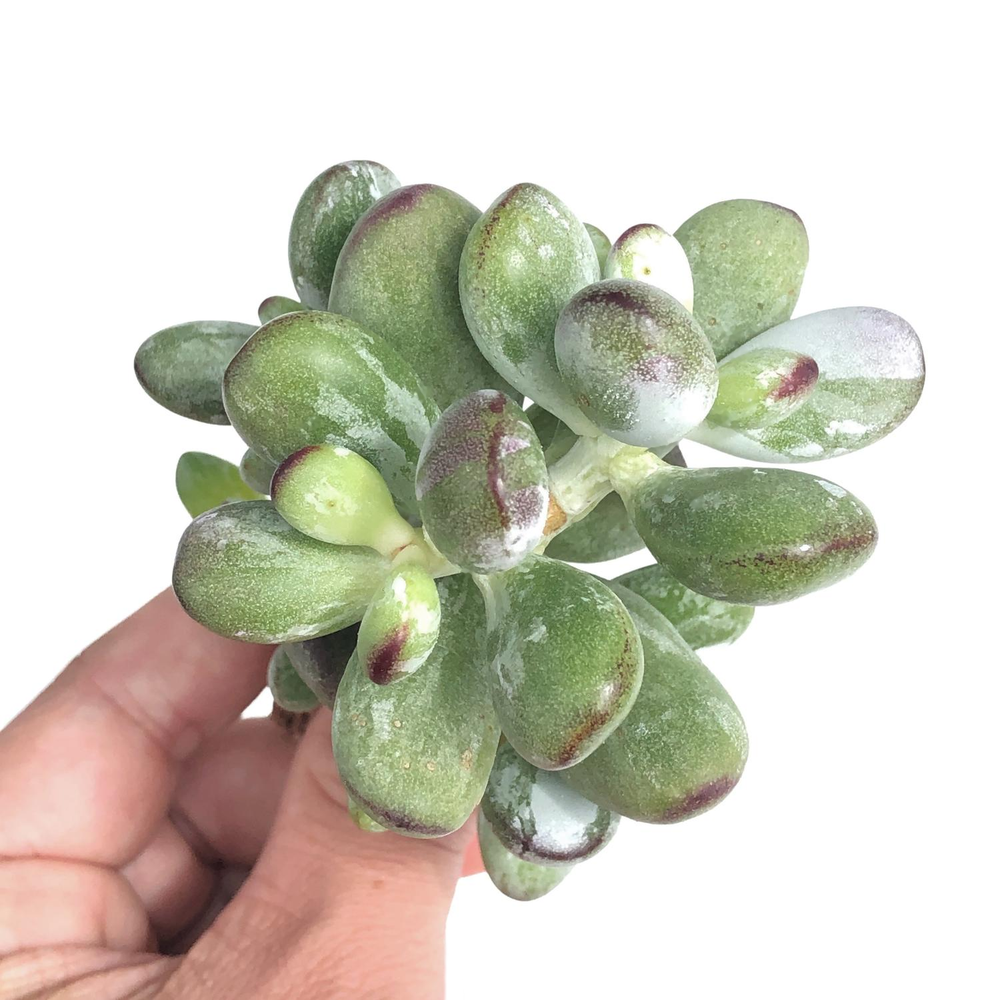 Cotyledon Orbiculata, Variegata