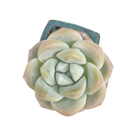 SPECIAL!! JUST CART! Echeveria Ice Green, (Small)