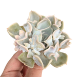 Echeveria Thriller Pearl