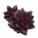 Echeveria Pine Rose, Double