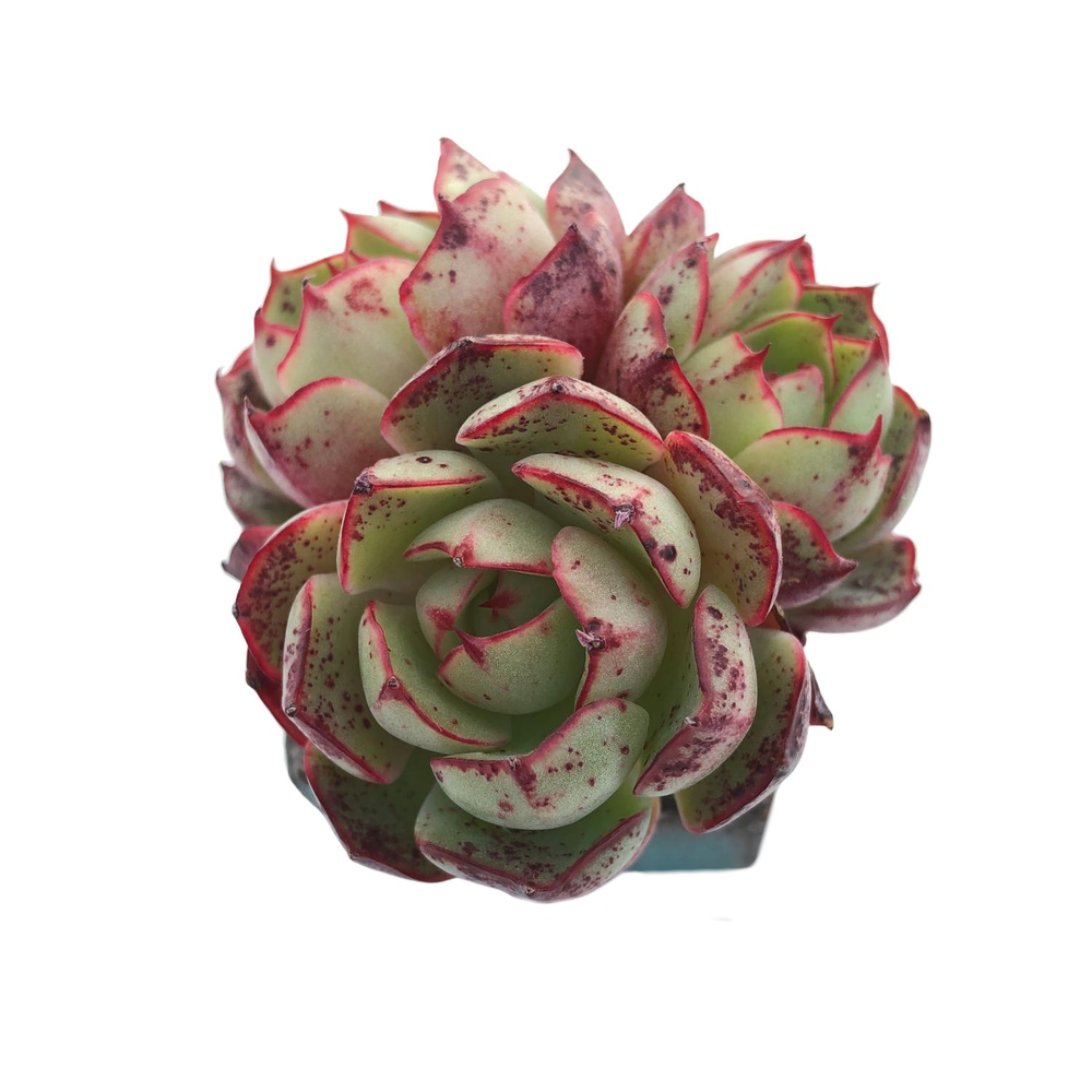 love's fire succulent Echeveria Love Fire, Triple – Cedar Creek Farmhouse