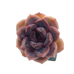 Echeveria Dark Chocolate, (Small)