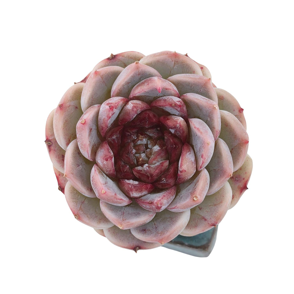 Echeveria Red Velvet