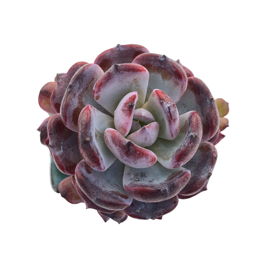 Echeveria Rainbow Goddess