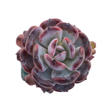 Echeveria Rainbow Goddess