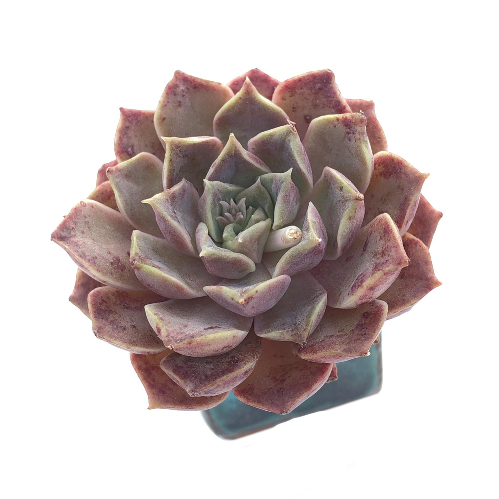 Echeveria Helena