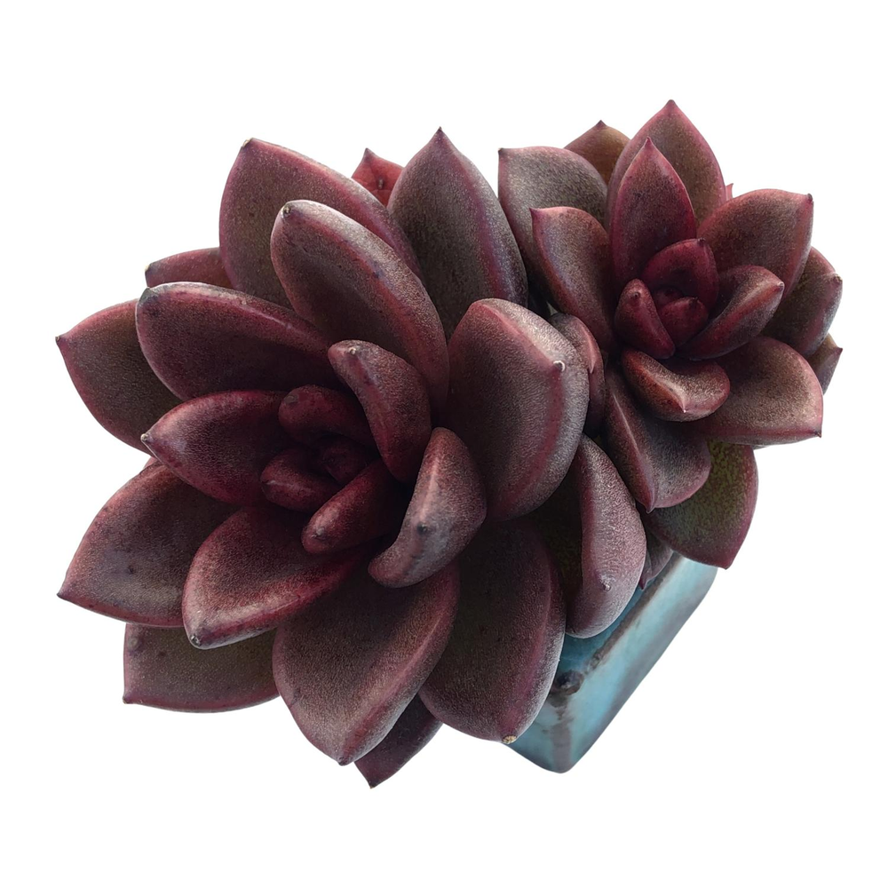 Echeveria Pine Rose, Double