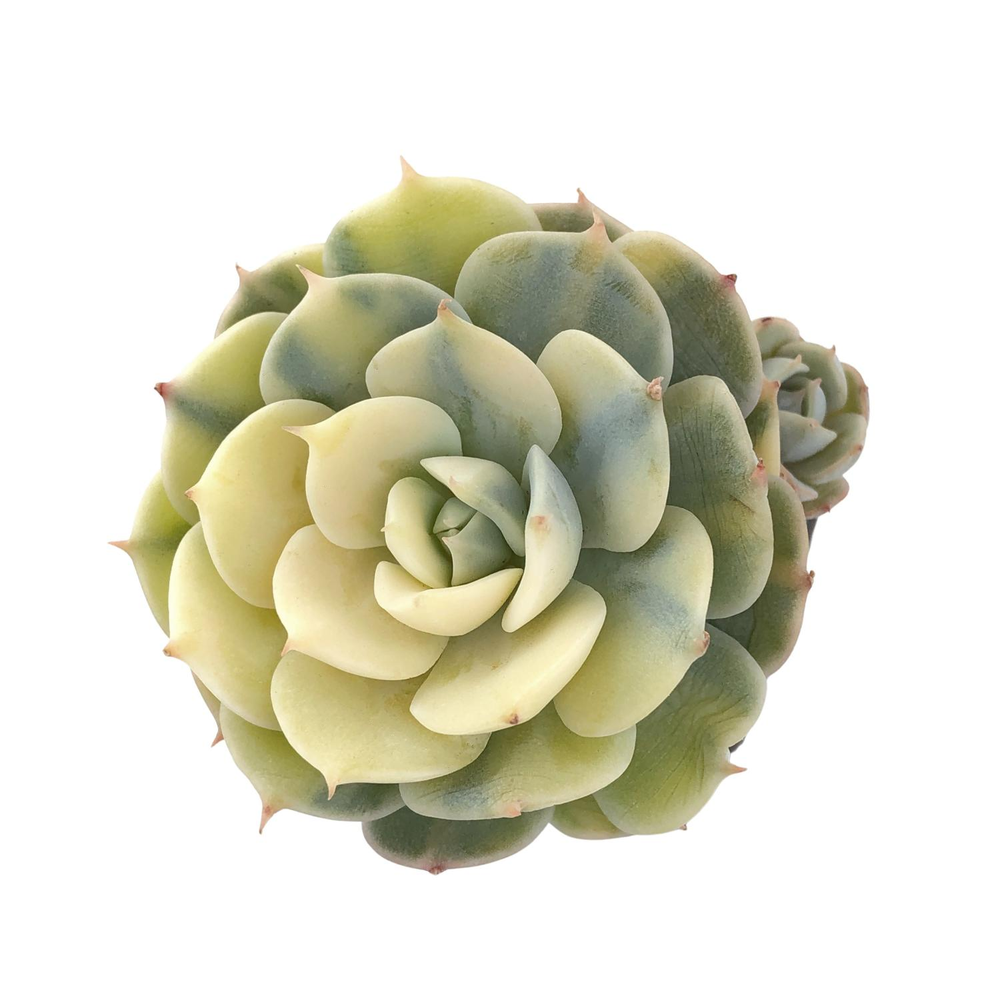 SALE! Echeveria Bluette, Variegata