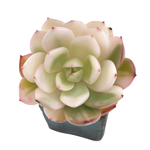 Echeveria Flamenco, Highly Variegated