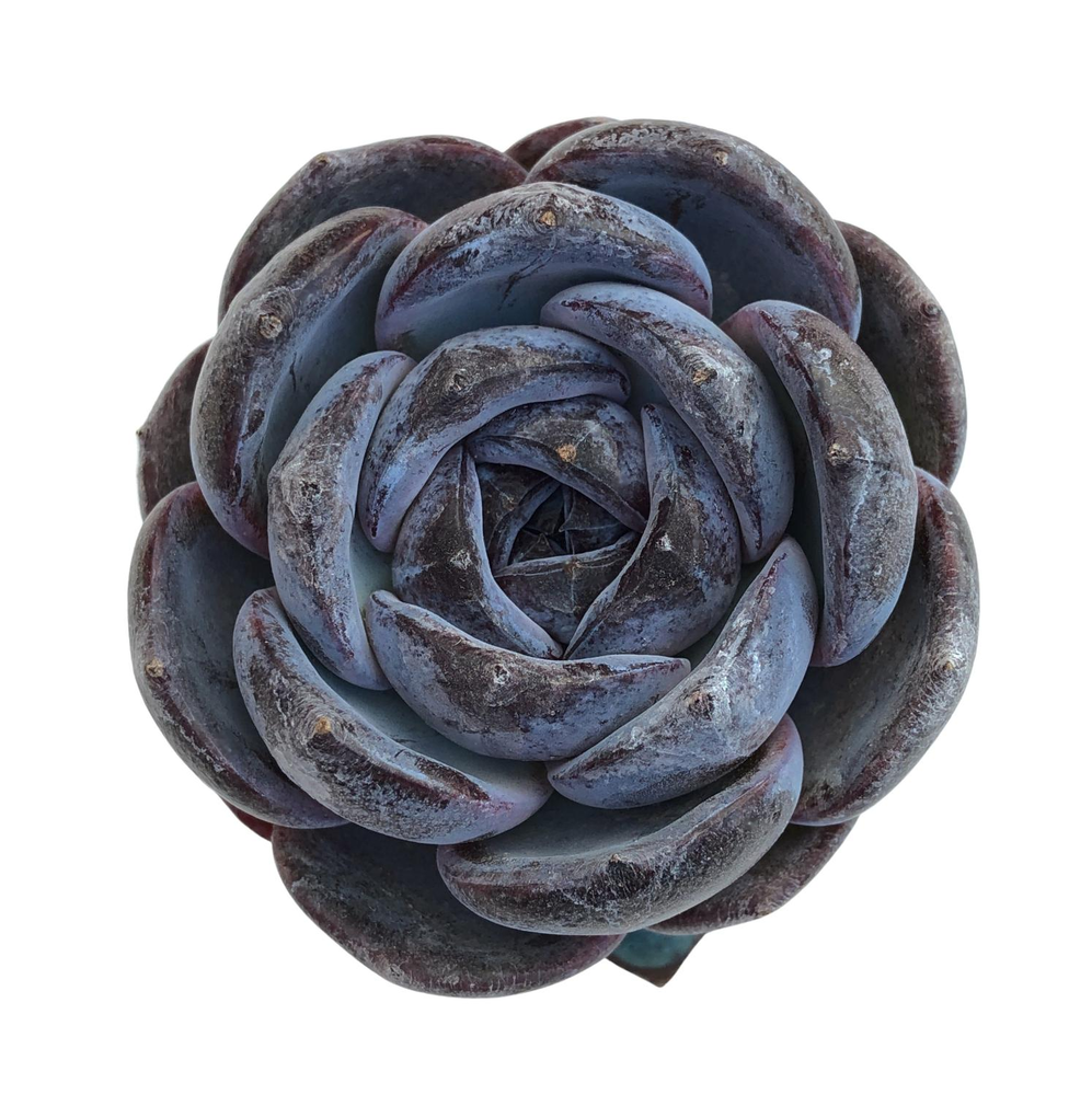 Echeveria Dark Opal