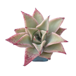 Echeveria Madiba