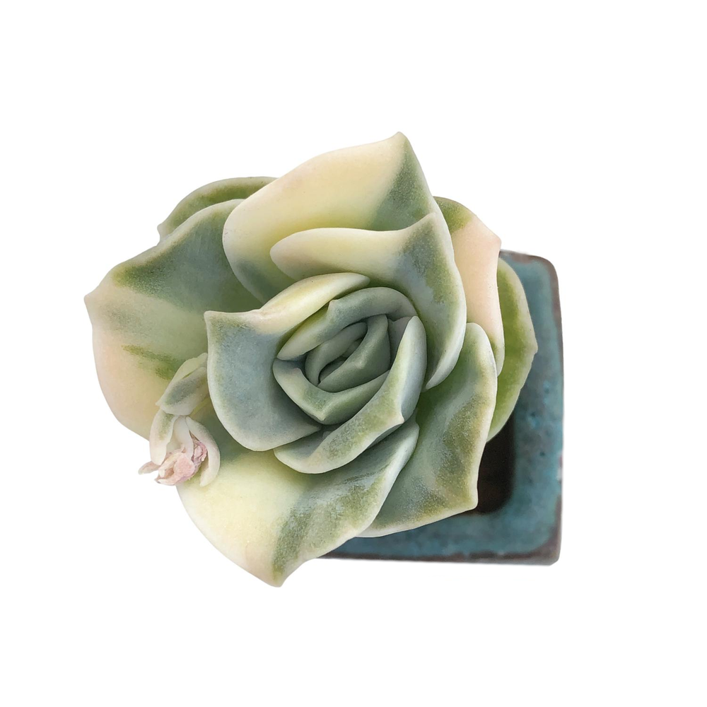 Echeveria Lovely Rose, Variegata – Cedar Creek Farmhouse