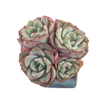 Echeveria Atlantis, (Mini Cluster)