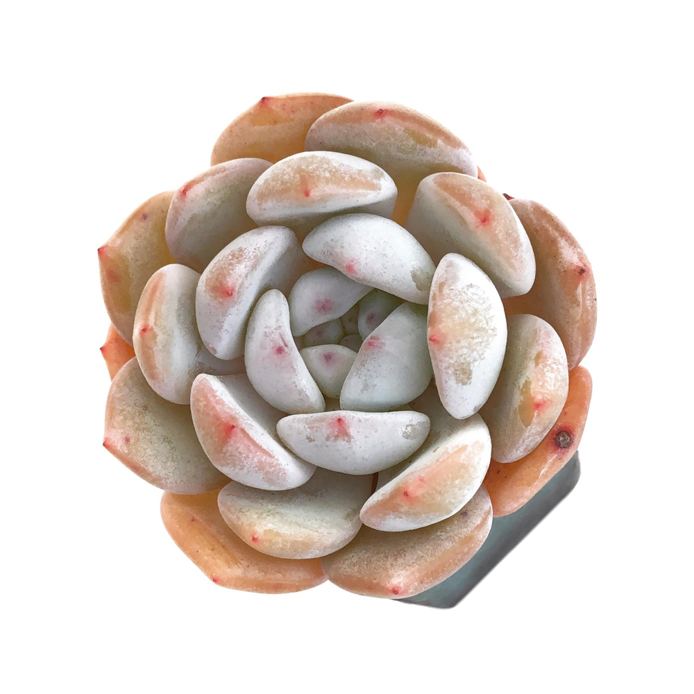 Echeveria Orange Monroe
