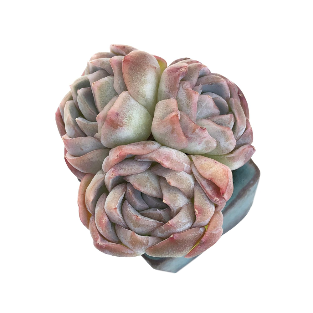 Echeveria Primera, Triple