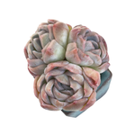 Echeveria Primera, Triple