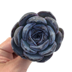 Echeveria Dark Opal