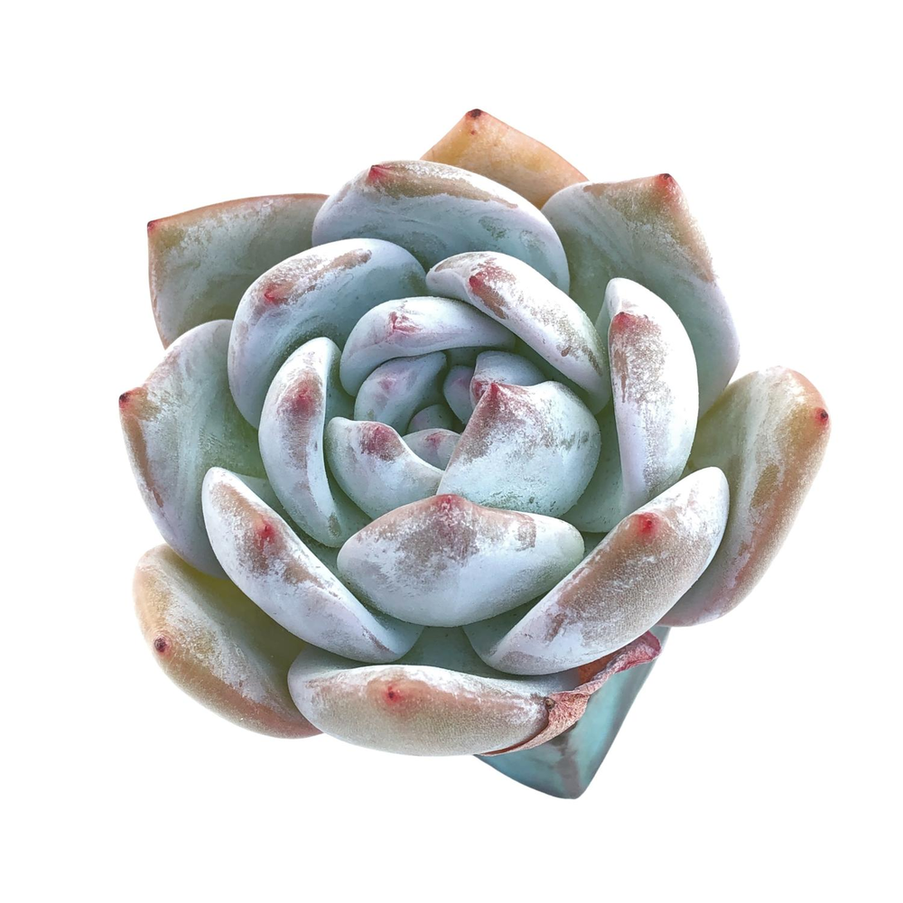 Echeveria Ivory Sp.