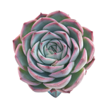 Echeveria Silhouette, Large