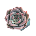 Echeveria Purple Champagne