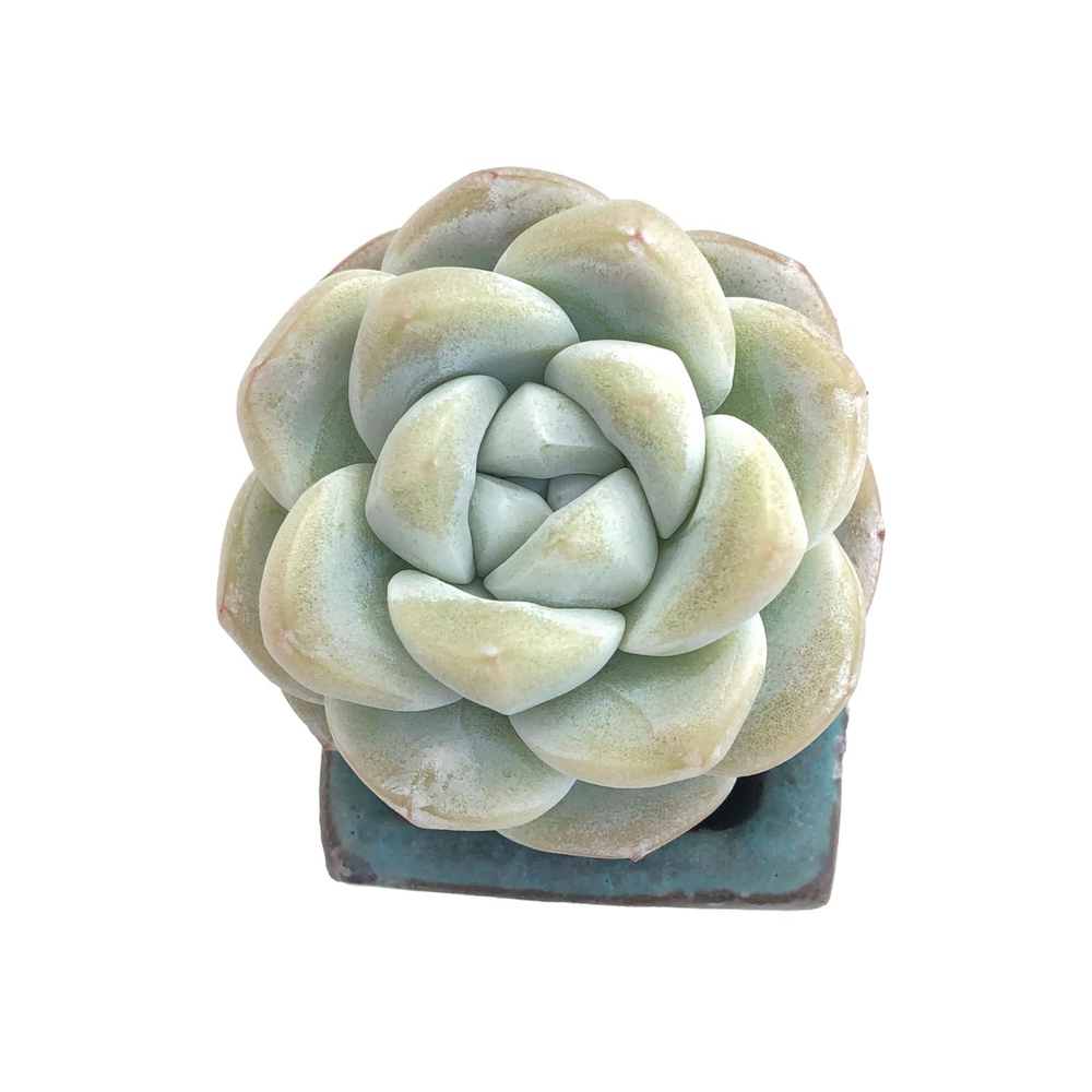 Echeveria Ice Green, (Small)