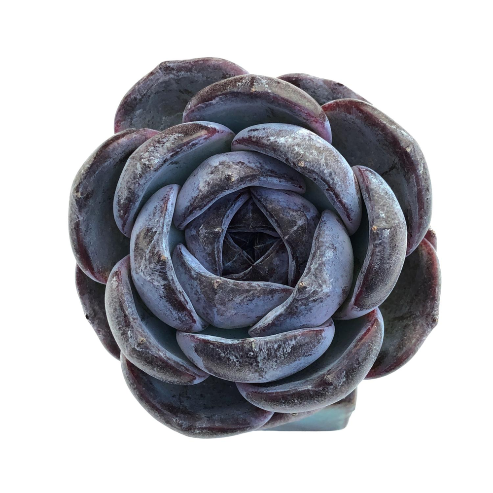 Echeveria Dark Opal