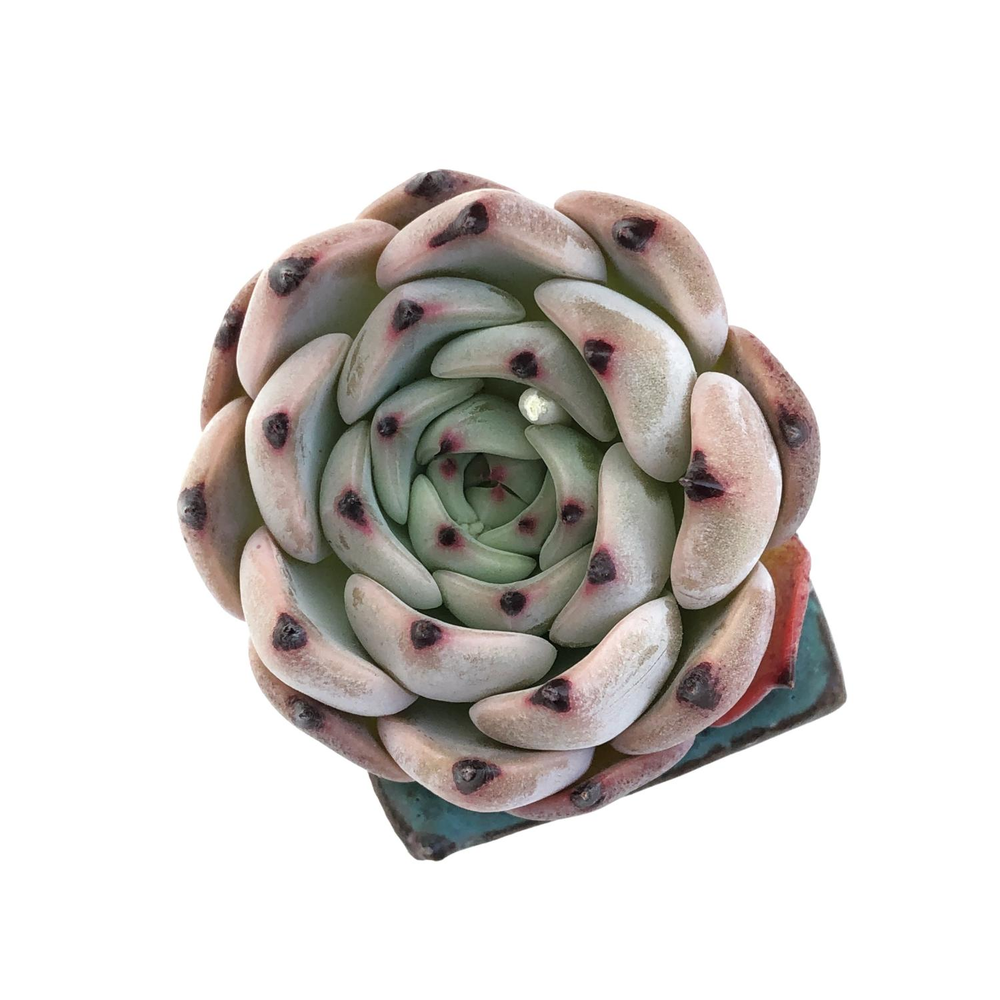 Echeveria Harvest, (New Hybrid)