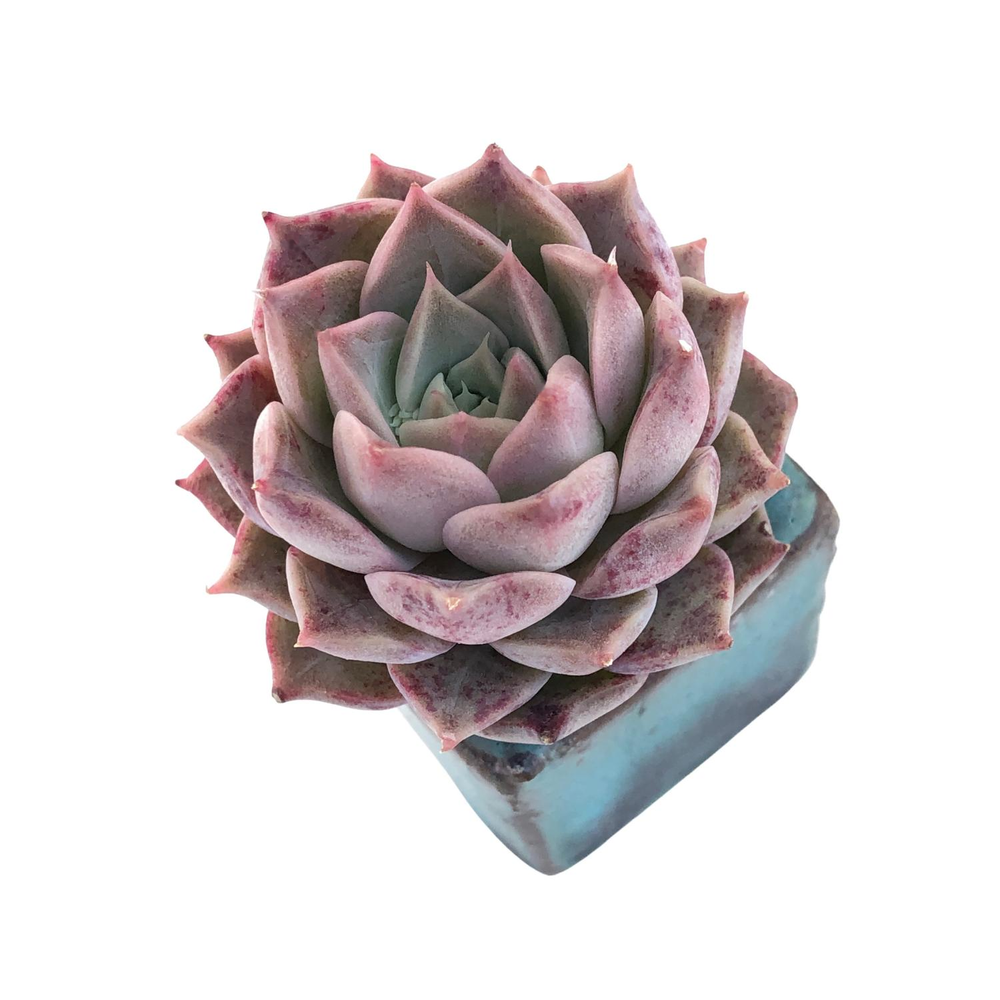 Echeveria Helena Sp.