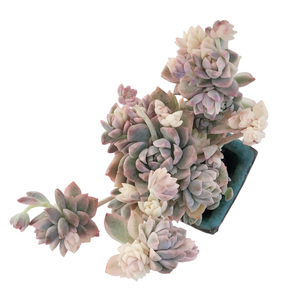 Echeveria Prolifica, Variegata