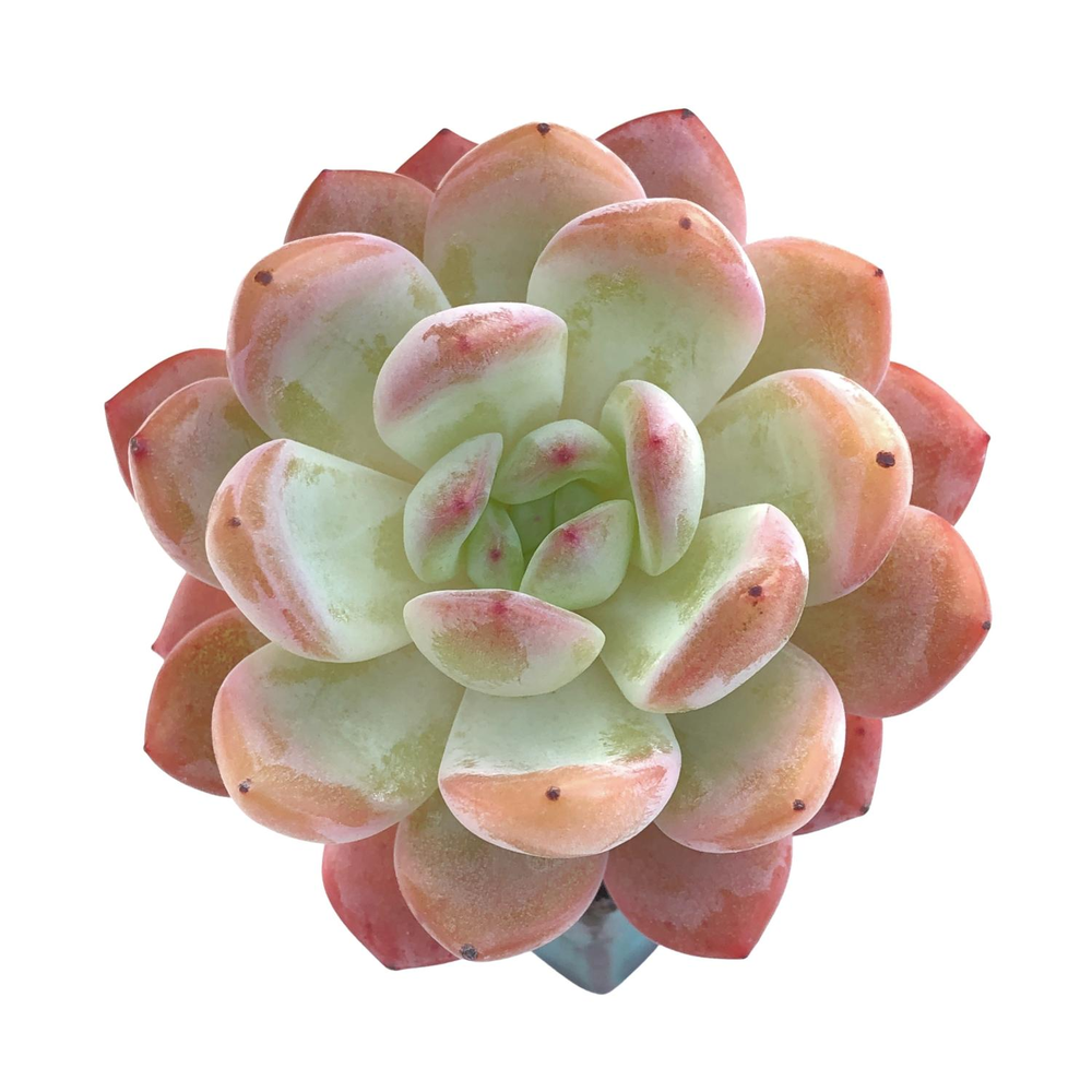 Echeveria Starmark