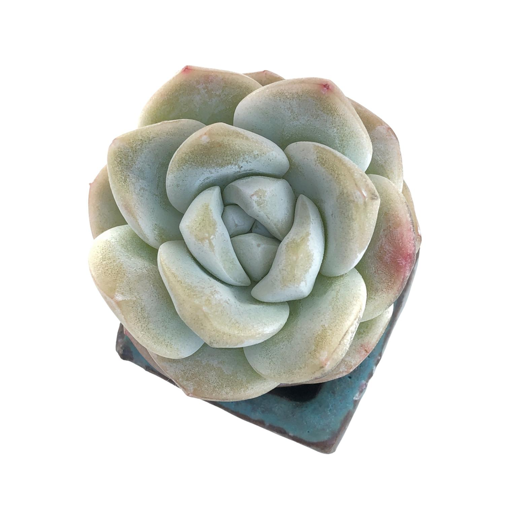 Echeveria Ice Green, (Small)