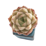 SALE! Echeveria Melomance