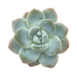 Echeveria Ice Green, (Randomish)