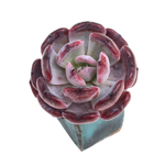 SALE! Echeveria Rainbow Goddess