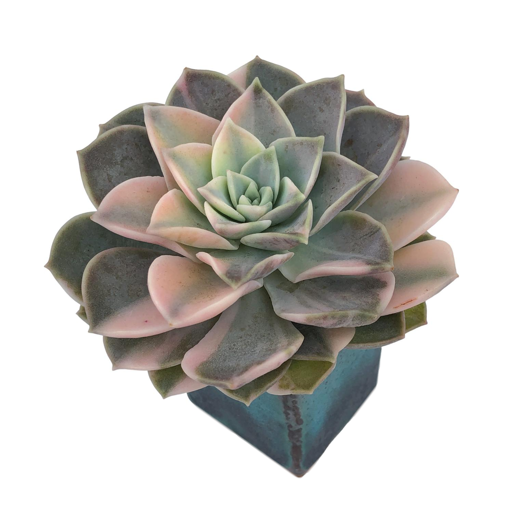 SALE! Echeveria Anna, Variegata